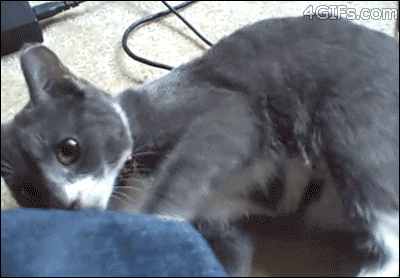 cats-im-going-to-kick-my-ass.gif?w=736